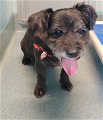 ROSCO, a dog for adoption from Los Angeles County Animal Control - Baldwin Park