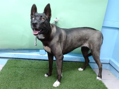 SKY, a dog for adoption from Los Angeles County Animal Control - Baldwin Park