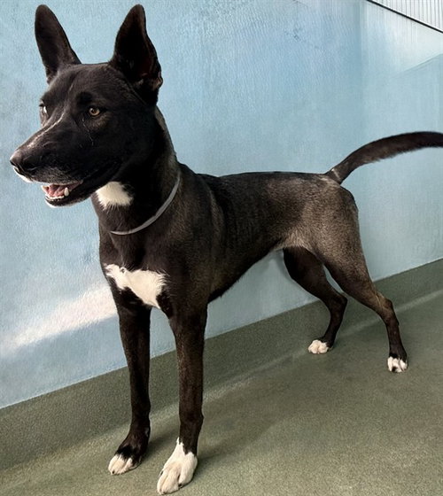 Sky, Siberian Husky / Mixed (medium coat)