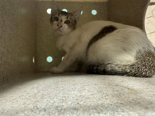 FANTASIA, a cat for adoption from Los Angeles County Animal Control - Baldwin Park