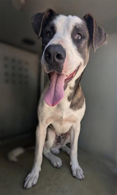 CURLY, a dog for adoption from Los Angeles County Animal Control - Baldwin Park