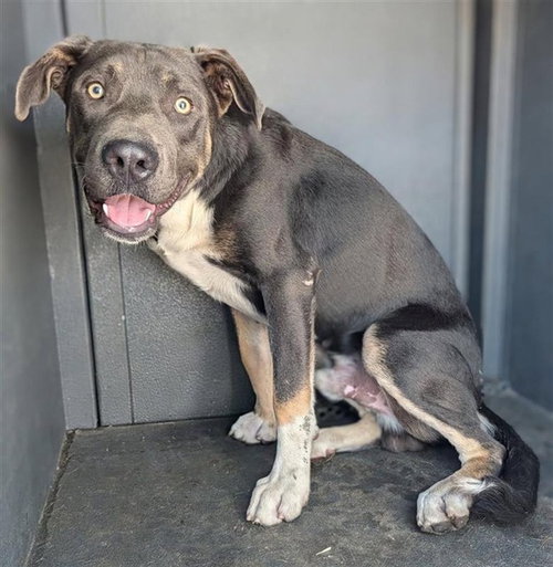 HERZOG, a dog for adoption from Los Angeles County Animal Control - Baldwin Park
