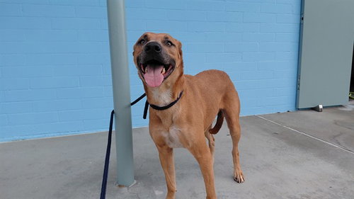 TYRA, a dog for adoption from Los Angeles County Animal Control - Baldwin Park