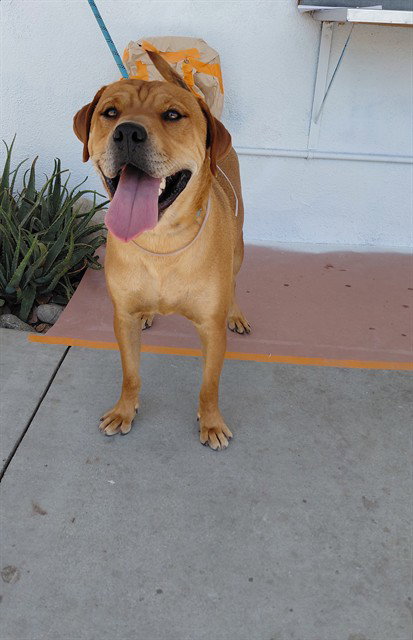 TU, a dog for adoption from Los Angeles County Animal Control - Baldwin Park