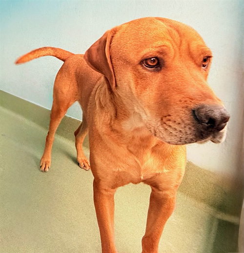 Tu, Labrador Retriever / Mixed (medium coat)