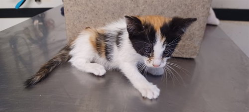 AZAZEL, a cat for adoption from Los Angeles County Animal Control - Baldwin Park
