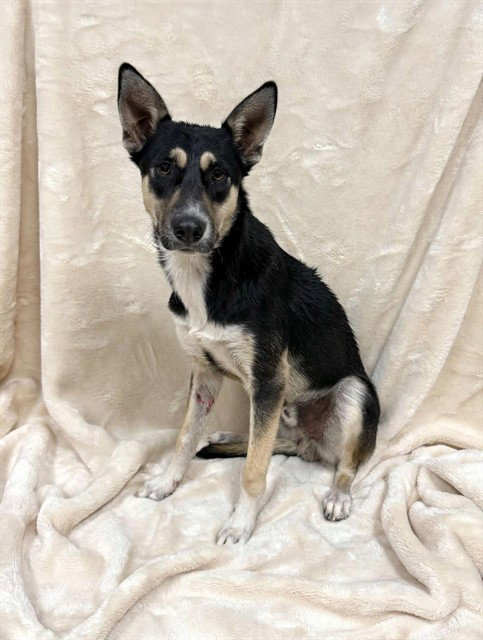 HERCULOID, a dog for adoption from Los Angeles County Animal Control - Baldwin Park