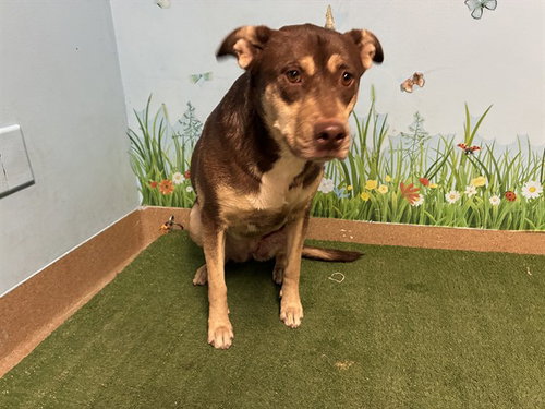 EVANGELINE, a dog for adoption from Los Angeles County Animal Control - Baldwin Park