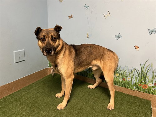 DORNO, a dog for adoption from Los Angeles County Animal Control - Baldwin Park