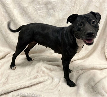 MAGGIE, a dog for adoption from Los Angeles County Animal Control - Baldwin Park