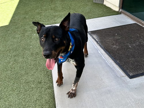 SGT FLINT, a dog for adoption from Los Angeles County Animal Control - Baldwin Park