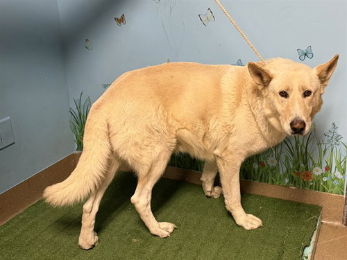 ANDERSON, a dog for adoption from Los Angeles County Animal Control - Baldwin Park