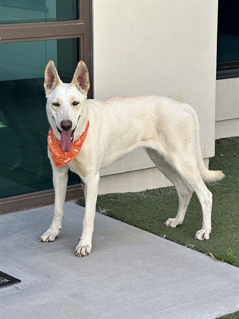 ELLEN, a dog for adoption from Los Angeles County Animal Control - Baldwin Park