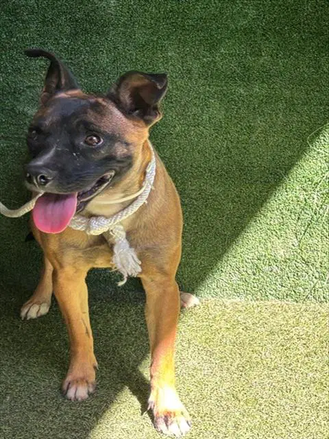Nalani - Belgian Shepherd Malinois