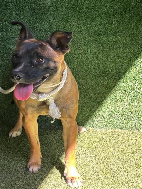 NALANI, a dog for adoption from Los Angeles County Animal Control - Baldwin Park