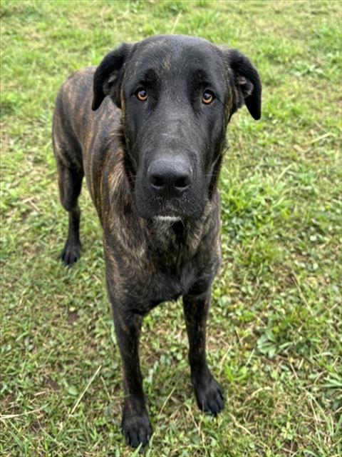 DANTE, a dog for adoption from Los Angeles County Animal Control - Baldwin Park