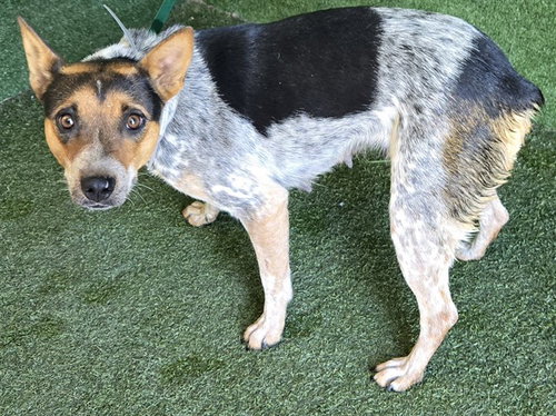 BINGO, a dog for adoption from Los Angeles County Animal Control - Baldwin Park