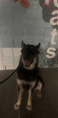 Rascal, German Shepherd Dog