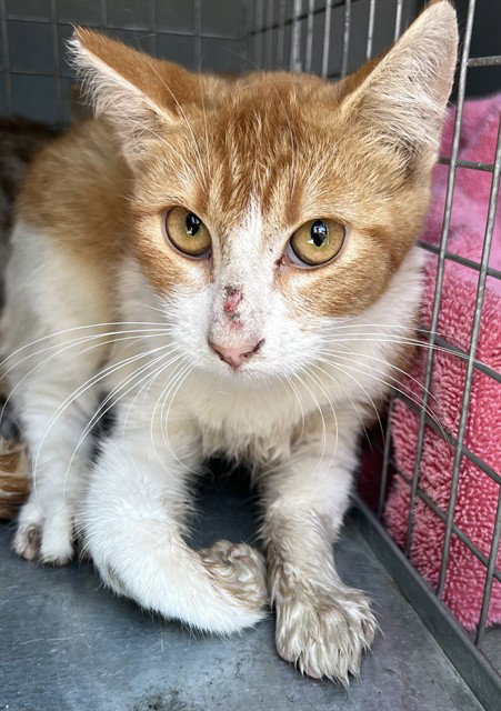 PUMPKIN, a cat for adoption from Los Angeles County Animal Control - Baldwin Park