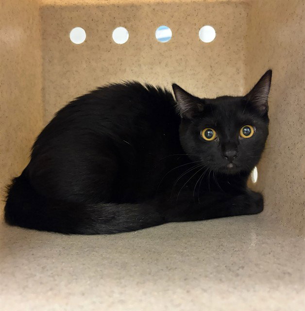 Pickle, Domestic Short Hair