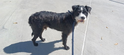 CORY, a dog for adoption from Los Angeles County Animal Control - Baldwin Park
