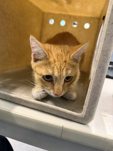 KEKE, a cat for adoption from Los Angeles County Animal Control - Baldwin Park