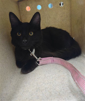 SULTANA, a cat for adoption from Los Angeles County Animal Control - Baldwin Park