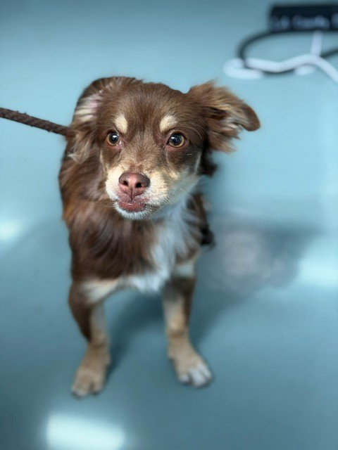 A5803435, a dog for adoption from Los Angeles County Animal Control - Baldwin Park