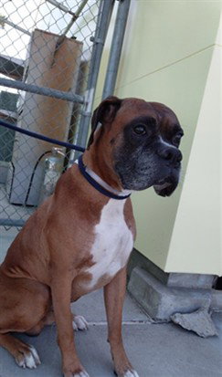 RUSTY, a dog for adoption from Los Angeles County Animal Control - Baldwin Park