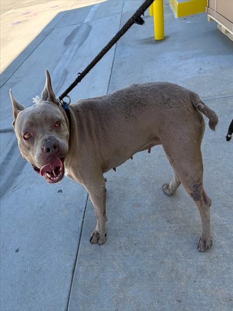 TRINA, a dog for adoption from Los Angeles County Animal Control - Baldwin Park