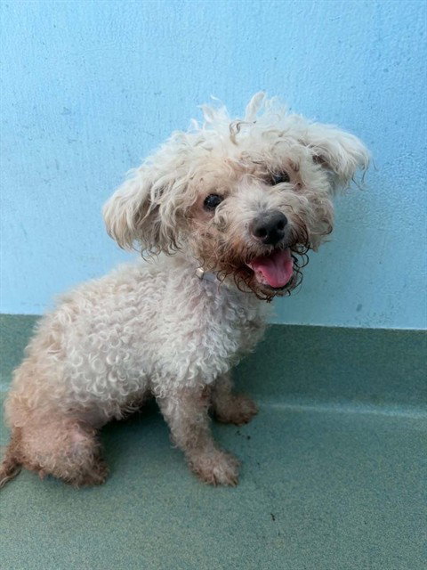 BELLA, a dog for adoption from Los Angeles County Animal Control - Baldwin Park