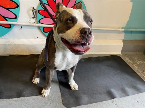 SMOKEY, a dog for adoption from Los Angeles County Animal Control - Baldwin Park