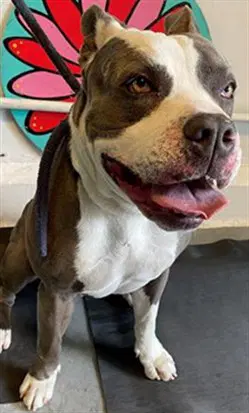 Smokey - Pit Bull Terrier