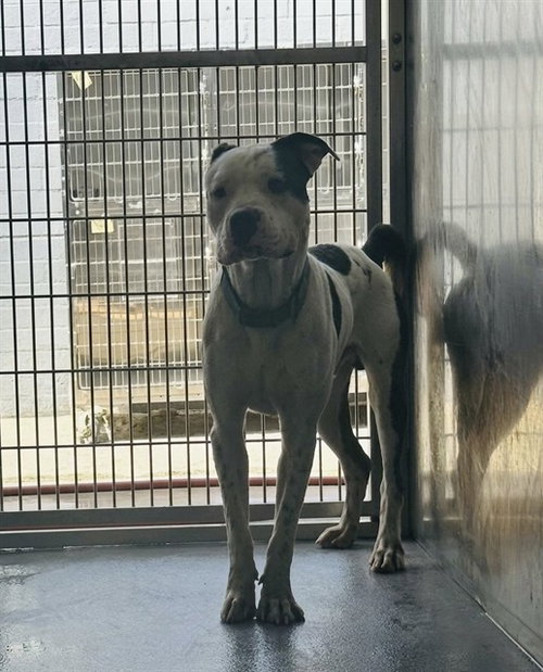 MOOMOO, a dog for adoption from Los Angeles County Animal Control - Baldwin Park