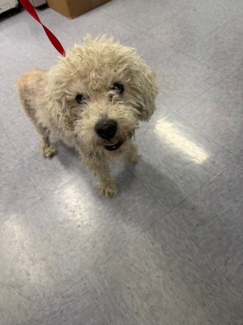 BRIAN, a dog for adoption from Los Angeles County Animal Control - Baldwin Park
