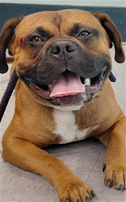 Bruce, Boxer / Staffordshire Bull Terrier / Mixed (medium coat)