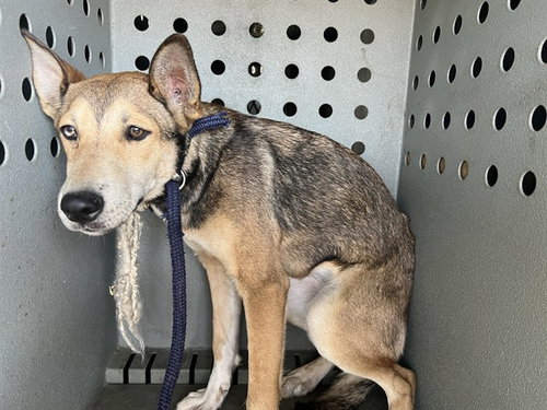 A5803856, a dog for adoption from Los Angeles County Animal Control - Baldwin Park