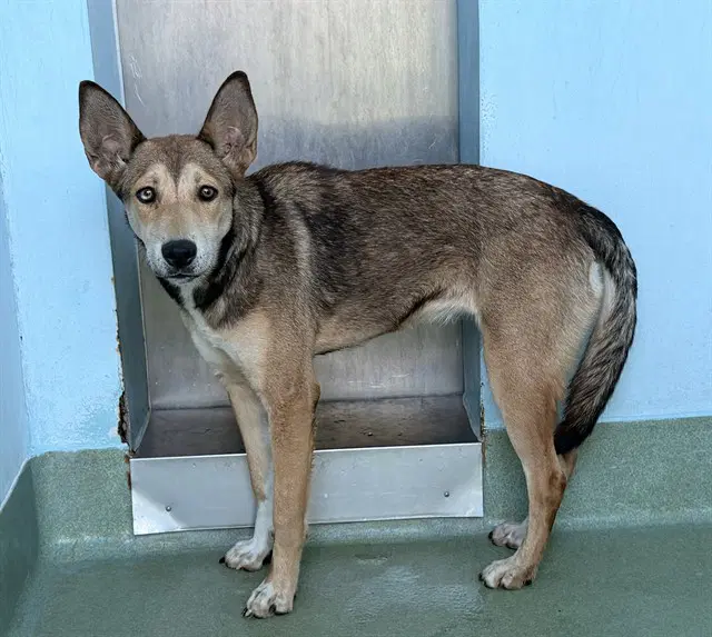 Sandler - German Shepherd Dog