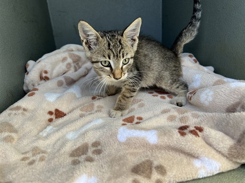 TONY, a cat for adoption from Los Angeles County Animal Control - Baldwin Park