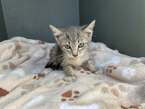GUS, a cat for adoption from Los Angeles County Animal Control - Baldwin Park