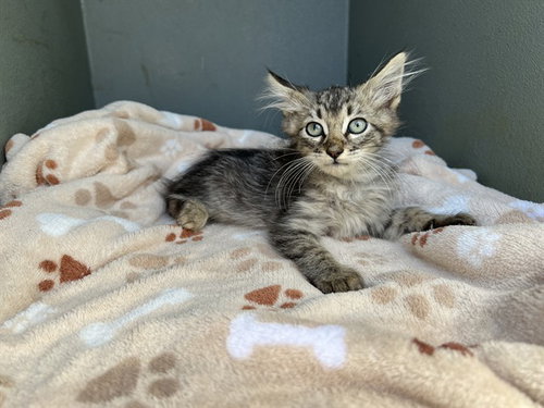 CHLOE, a cat for adoption from Los Angeles County Animal Control - Baldwin Park