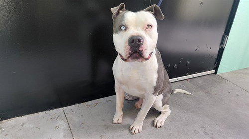 DUKE, a dog for adoption from Los Angeles County Animal Control - Baldwin Park