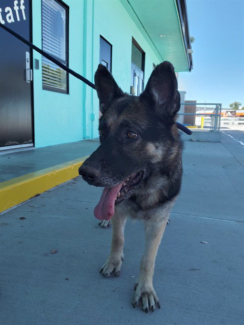 JACKIE, a dog for adoption from Los Angeles County Animal Control - Baldwin Park