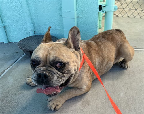 KING, a dog for adoption from Los Angeles County Animal Control - Baldwin Park