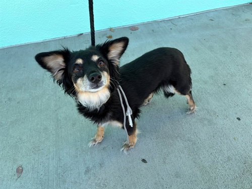 TJ, a dog for adoption from Los Angeles County Animal Control - Baldwin Park