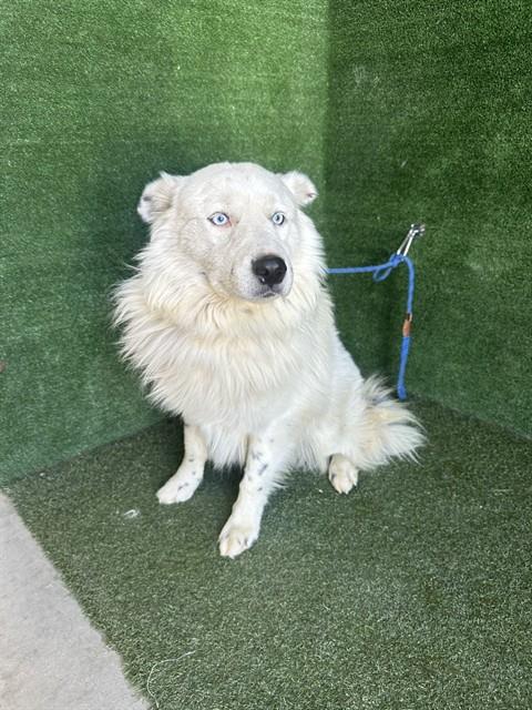 AZUL, a dog for adoption from Los Angeles County Animal Control - Baldwin Park