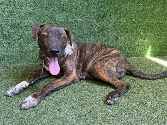 Kik - Pit Bull Terrier