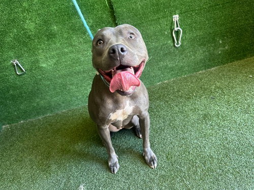 CONCHITA, a dog for adoption from Los Angeles County Animal Control - Baldwin Park