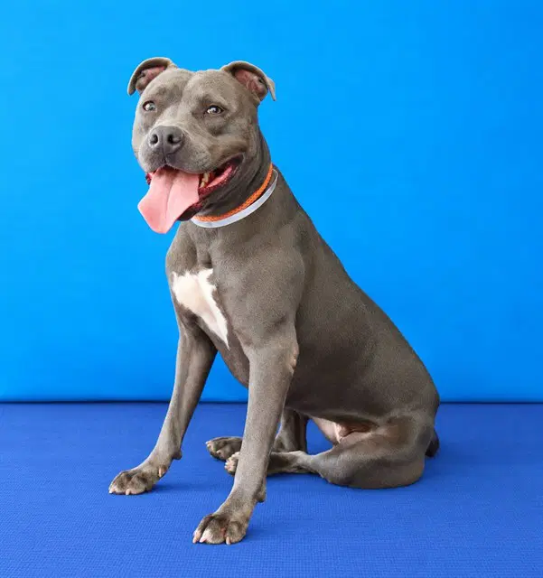 Conchita - Pit Bull Terrier