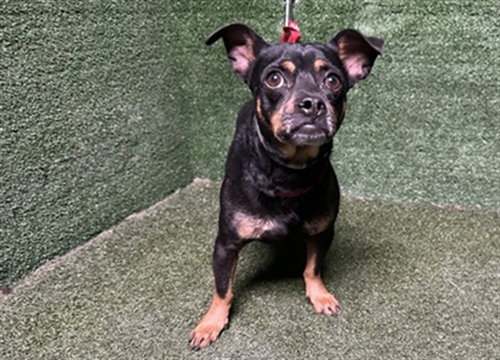 MATER, a dog for adoption from Los Angeles County Animal Control - Baldwin Park